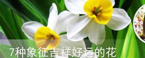 吉祥的花|什么花象征好运？代表吉祥的花有哪些？你了解这12种。